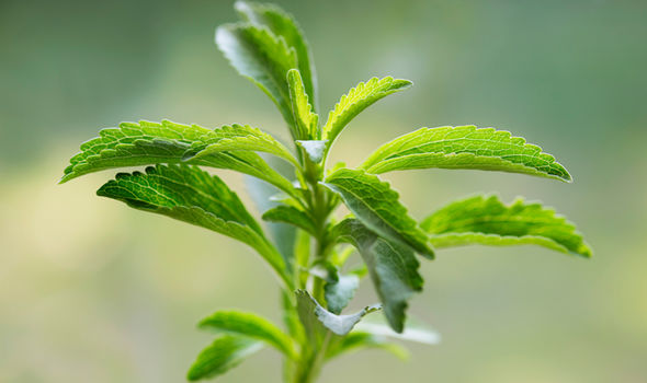 THE TRUTH ABOUT STEVIA